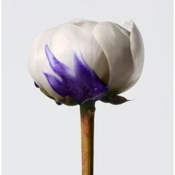 Shu Uemura Yūbi Blonde -Pas Cher Fee Lisse Magasin shu uemura yubi blonde masque anti jaunissement 5